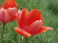 Simply Red