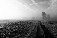 Mysterious misty morning.