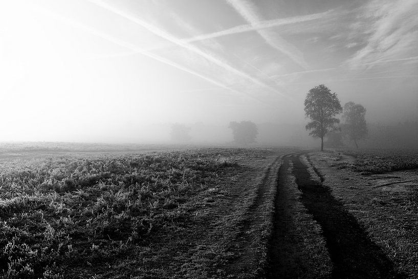 Mysterious misty morning. by Vincent van Wijk