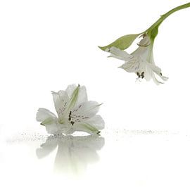 lelies von Anna Pors