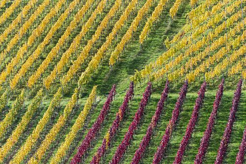 Wijngaarden in de herfst op de Rotenberg