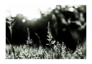 drieluik 'gras in tegenlicht', uitgevoerd in de '828 kleurtechniek' van Hans de Waay