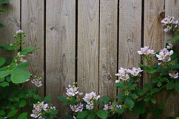 Mur en bois avec vigne fleurie de mûres sur Ulrike Leone