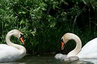 Koppel zwanen met hun jongen