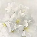 Japanische Kirschblüte von Violetta Honkisz Miniaturansicht