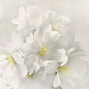 Japanische Kirschblüte