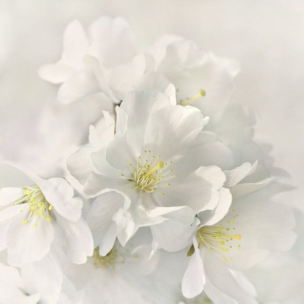 Japanische Kirschblüte von Violetta Honkisz