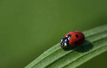 Lucky seven point by Ulrike Leone