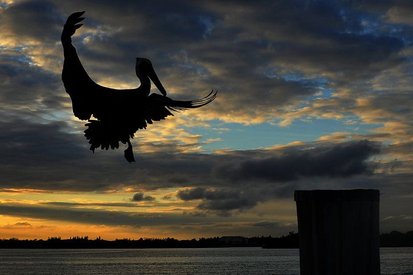 vliegende pelikaan. von Tilly Meijer