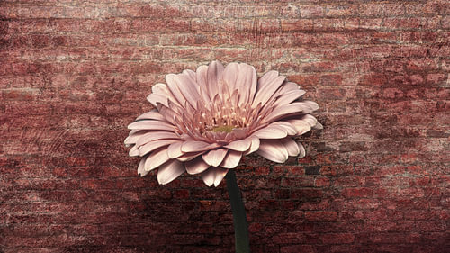 Stilleven Bloem op achtergrond