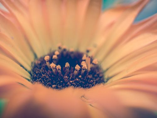 Geel / Oranje Bloem Close-up Macro Fotografie