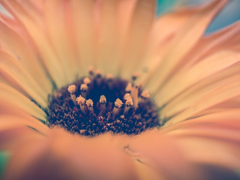 Gros plan sur la fleur jaune / orange par Art By Dominic