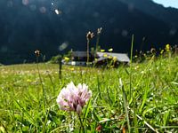 Berghut met bloem