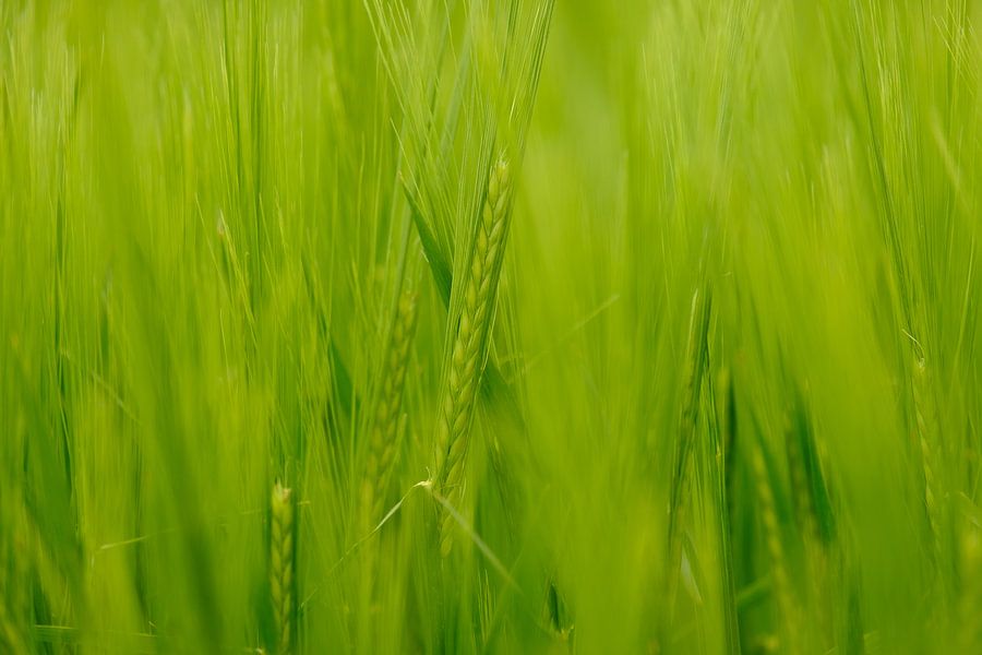 Groen