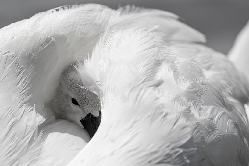 Schwan Küken im Federkleid der Mutter von Andreas Müller