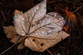 Autumn by Mario Taßler