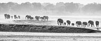 Herd of elephants on their way to the river