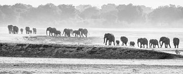Kudde olifanten op weg naar de rivier