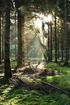 forest by Günter Albers