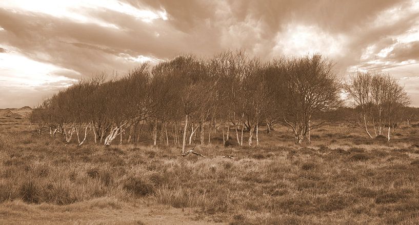 Bomenrij in sepia van Jose Lok