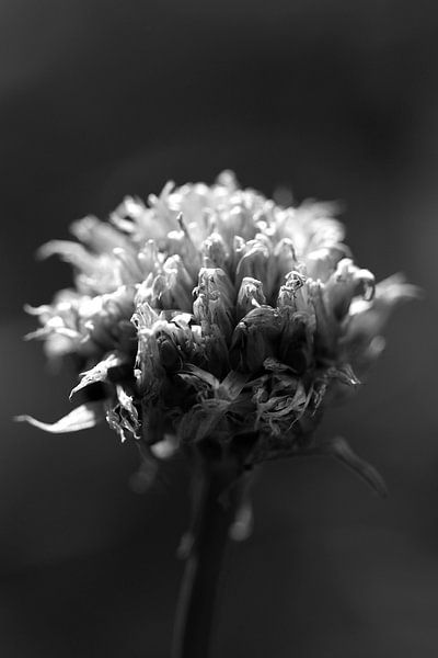 Bieslook by Kiezel Fotografie