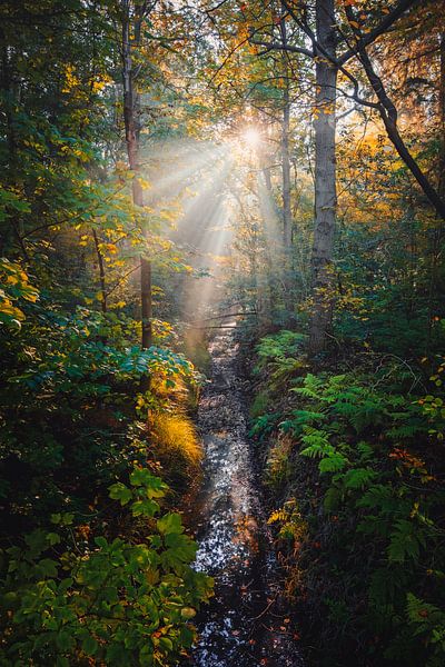 Autumn forest. van Justin Sinner Photography ( Fotograaf op Texel)