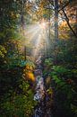 Autumn forest. van Justin Sinner Photography ( Fotograaf op Texel) thumbnail