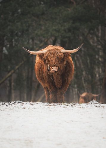 Schotse hooglander in de sneeuw