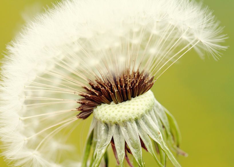 Pusteblume van Falko Follert