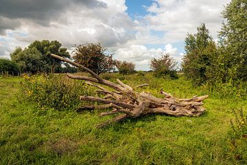 Kahler umgestürzter Baum in einer herbstlichen Landschaft
