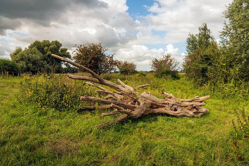 Kahler umgestürzter Baum in einer herbstlichen Landschaft von Ruud Morijn