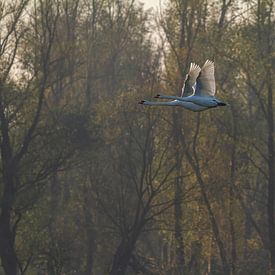 Vliegende zwanen in Nederland. van Dennis en Mariska