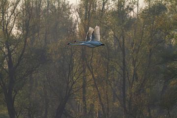 Fliegende Schwäne | Schwäne im Flug | Schwanenfotografie in den Niederlanden