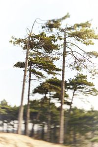 Des conifères rêveurs dans les dunes