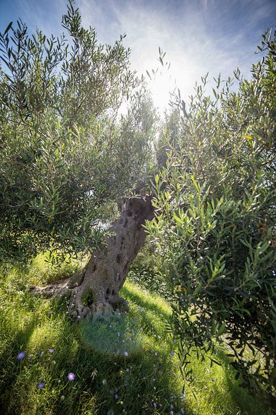 L'olivier en Grèce par Ellis Peeters