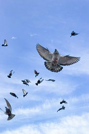 Pigeon gang by Kyranaomi