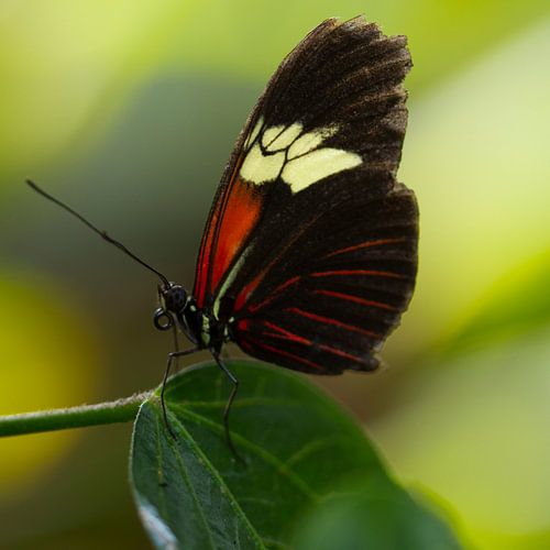 Red Passion Butterfly