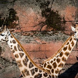 Twee giraffen von Abi Waren