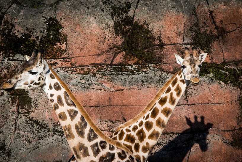 Twee giraffen von Abi Waren