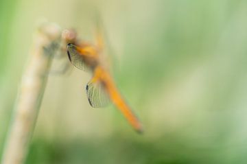 Dieren 8 van Mariëlle de Valk