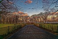 Een weg met bomen aan weerszijden en wolken in de lucht in de herfst bij zonsondergang
