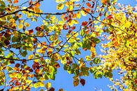 Autumn leaves. Irati forest. Navarra. Spain. van Carlos Charlez thumbnail