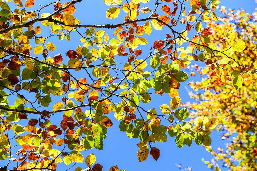 Autumn leaves. Irati forest. Navarra. Spain. van Carlos Charlez