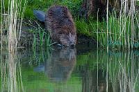 Bever te water