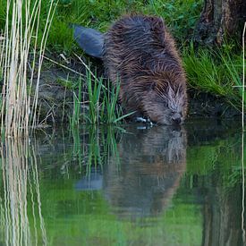 Castor dans l'eau sur Bas Oosterom