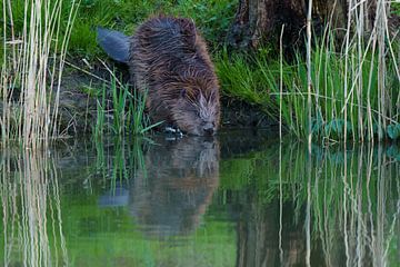 Biber im Wasser von Bas Oosterom