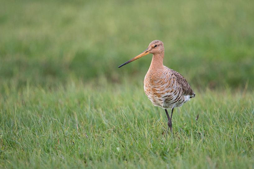 Black-tailed Godwit ( Limosa limosa ) adult, in breeding plumage, walking in grass, wildlife, Europe by wunderbare Erde