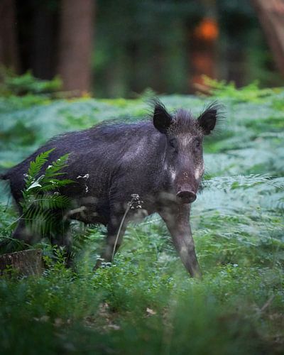 Wild boar among the ferns