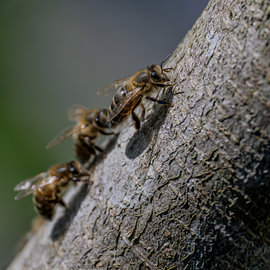 Just look at us – we’re bees...