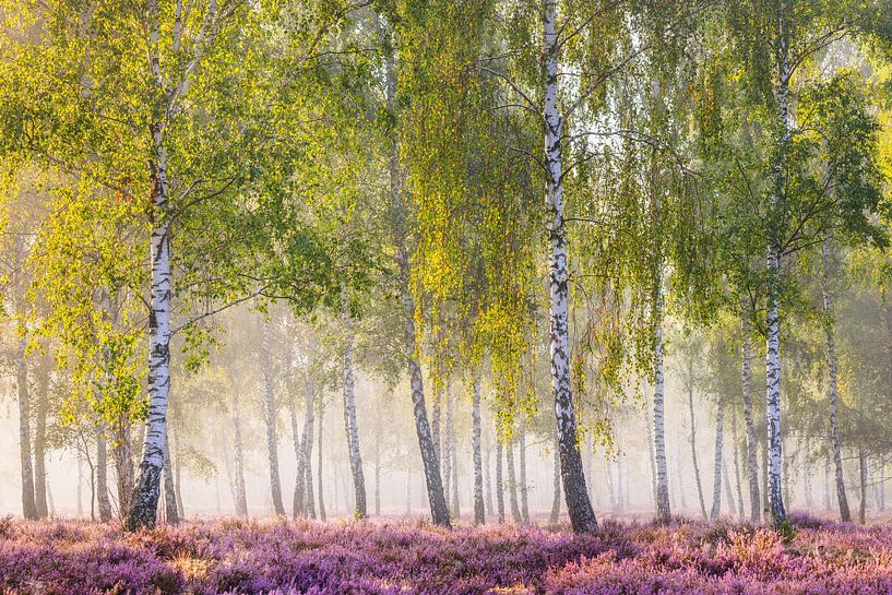 Late zomerochtend in het berkenbosje van Daniela Beyer